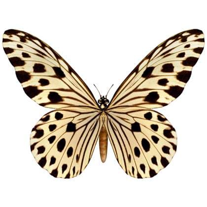 3D digital render of an idea leuconoe or Paper Kite, Rice Paper, or Large Tree Nymph butterfly isolated on white background , 13555284.jpg, Idea leuconoe, Paper Kite, Rice Paper, Large Tree Nymph, butterfly, isolated, white, background, Southeast Asia, Malaysia, Singapore, rare, insect, garden, nature, wildlife, fly, fragility, beautiful, summer, wing, wings, animal, biology, beauty, exotic, animals, spring, tropical, one, spotted, rice paper butterfly, insecta, fauna, nobody, pattern, spots, season, leopard, render, 3d, RECORD DATE NOT STATED