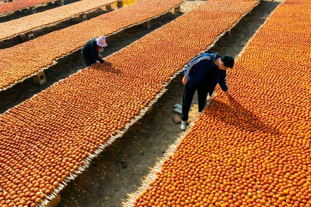 Bilder des Jahres 2023, News 10 Oktober News Themen der Woche KW43 News Bilder des Tages YUNCHENG, CHINA - OCTOBER 28: Villagers arrange persimmons to dry on October 28, 2023 in Wanrong County, Yuncheng City, Shanxi Province of China.  Copyright: xVCGx 111461617897