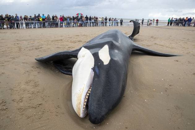 Bilder des Jahres 2023, News 10 Oktober News Themen der Woche KW43 News Bilder des Tages Illustration picture shows the body of an orca, in De Panne, Sunday 29 October 2023. The orca was spotted off the coast of Koksijde around 10am on Sunday morning. After that, the orca was stranded.  NICOLASxMAETERLINCK 78811939