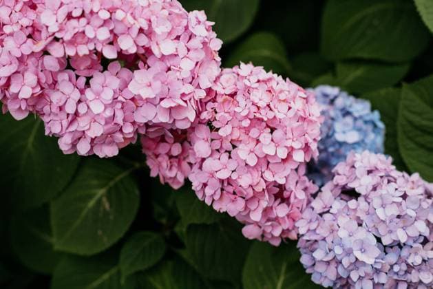 Stunning Summer Hydrangea Blooms Pink Purple Blue Washington, District of Columbia, United States R_BSXT231029-1274817-01