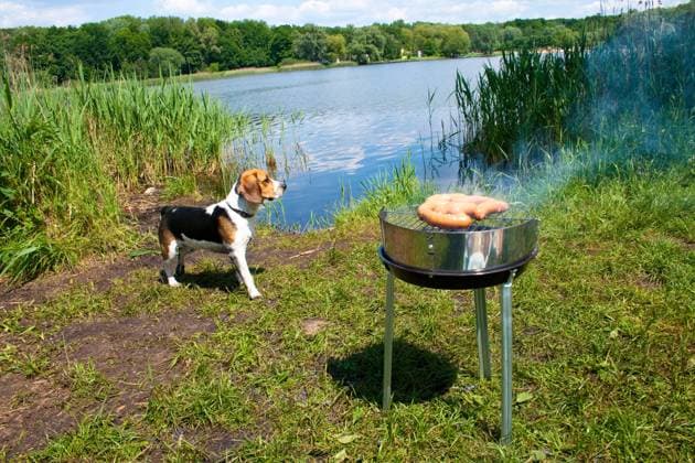 Fresh sausage preparing on grill at the lakeshore , 1228796.jpg, photography, horizontal, barbecue, bbq, braai, braaier, cook-out, cookout, dam, eating, fire, food, fresh, garden, grill, heat, lake, meal, meat, sausage, outdoor, parting, party, picnic, prepare, roast, smoke, spicy, tasty, water, grass, nature, recreation, leisure, sun, summer, dog, beagle, RECORD DATE NOT STATED