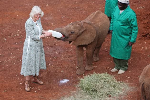 Entertainment Themen der Woche KW44 Entertainment Bilder des Tages . 01 11 2023. Nairobi, Kenya. King Charles III and Queen Camilla at the Sheldrick Wildlife Trust Elephant Orphanage in Nairobi on the second day of their State Visit to Kenya.  xStephenxLockx xi-Imagesx IIM-24774-0097