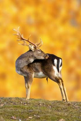 big fallow deer buck ( dama dama ) in beautiful autumn setting Copyright: 32133991 RECORD DATE NOT STATED