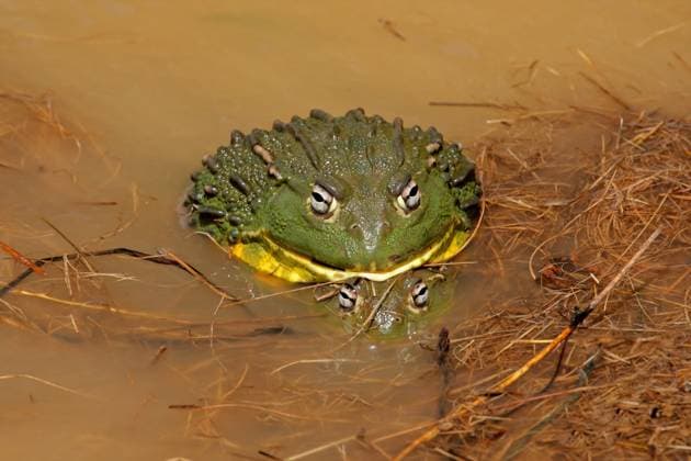 Creative Highlights World A pair of African giant bullfrogs (Pyxicephalus adspersus) mating, South Africa Copyright: NicoxSmit 32147462 RECORD DATE NOT STATED