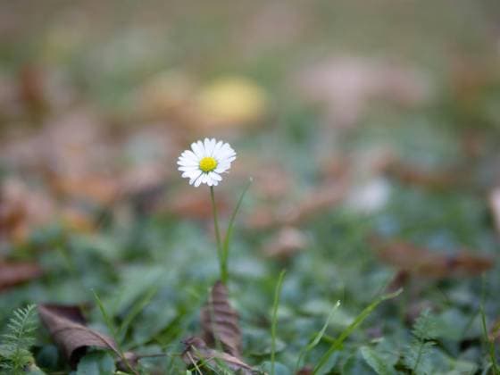  Gänseblümchen (Bellis perennis), Leoben, Steiermark, Österreich, Europa *** Daisies Bellis perennis , Leoben, Styria, Austria, Europe Copyright: imageBROKER/Karl-HeinzxSchein ibxksc09740601.jpg