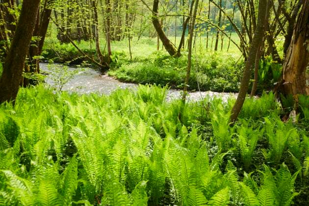 Echter Wurmfarn (Dryopteris filix mas) wächst an einem kleinen Bach, Bayern, Deutschland, Europa *** Real Wurmfarn Dryopteris Filix MAS grows to a small Bach, Bavaria, Germany, Europe Copyright: imageBROKER Davidx&xMichaxSheldon ibxshe09785777.jpg