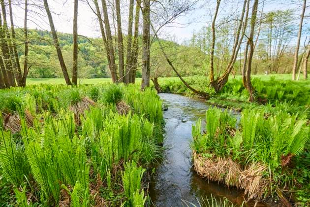 Echter Wurmfarn (Dryopteris filix mas) wächst an einem kleinen Bach, Bayern, Deutschland, Europa *** Real Wurmfarn Dryopteris Filix MAS grows to a small Bach, Bavaria, Germany, Europe Copyright: imageBROKER Davidx&xMichaxSheldon ibxshe09785794.jpg
