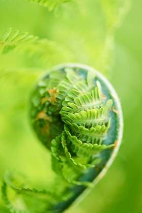 Echter Wurmfarn (Dryopteris filix mas), Detail, Nahaufnahme, Bayern, Deutschland, Europa *** Real Wurmfarn Dryopteris Filix MAS , Detail, Close-up, Bavaria, Germany, Europe Copyright: imageBROKER Davidx&xMichaxSheldon ibxshe09787553.jpg