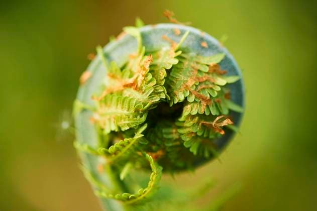 Echter Wurmfarn (Dryopteris filix mas), Detail, Nahaufnahme, Bayern, Deutschland, Europa *** Real Wurmfarn Dryopteris Filix MAS , Detail, Close-up, Bavaria, Germany, Europe Copyright: imageBROKER Davidx&xMichaxSheldon ibxshe09787750.jpg
