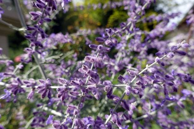 Silber-Perowskie (Perovskia atriplicifolia), auch Blauraute - blühende Pflanze im Garten Silber-Perowskie (Perovskia atriplicifolia, Salvia yangii), auch Blauraute - blühende Pflanze im Garten Copyright: xZoonar.com ErichxTeisterx 20619521