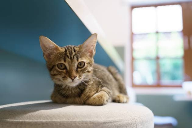 Little brown tabby kitten cute animals in house. Little brown tabby kitten cute animals in house Copyright: xZoonar.com SirijitxJongcharoenkulchaix 20632219
