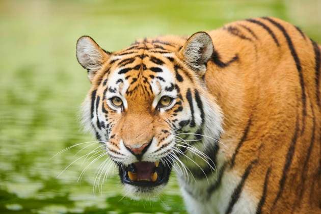  Sibirischer Tiger (Panthera tigris altaica), Porträt, fauchend, captive, Deutschland, Europa *** Siberian Tiger Panthera Tigris altaica , Portrait, hissing, captive, Germany, Europe Copyright: imageBROKER/Davidx&xMichaxSheldon ibxshe09786522.jpg