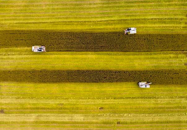 Rice Harvest in Taizhou TAIZHOU, CHINA - NOVEMBER 4, 2023 - Farmers drive agricultural machinery to harvest rice in Zhai Zhuang village, Taizhou city, East China s Jiangsu province, Nov 4, 2023. Taizhou Jiangsu China  Copyright: xCFOTOx originalFilename: cfoto-riceharv231104_np3H1.jpg