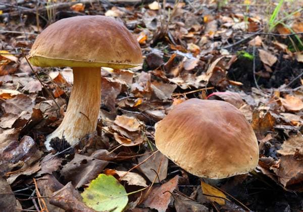 04.11.2023 Sachsen Anhalt Sachsen-Anhalt Bitterfeld Goitzsche Steinpilz Steinpilze Pilz Pilze Speisepilze essbar eßbar Pilze sammeln suchen *** 04 11 2023 Saxony Anhalt Saxony Anhalt Bitterfeld Goitzsche porcini mushroom porcini mushroom mushroom mushrooms edible edible mushrooms pick mushrooms search