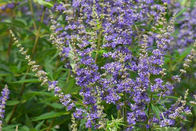 Mönchspfeffer (Vitex agnus-castus), Bayern, Deutschland, Europa *** Monk s pepper Vitex Agnus Castus , Bavaria, Germany, Europe Copyright: imageBROKER HelmutxMeyerxzurxCapellen ibxmzc09788266.jpg