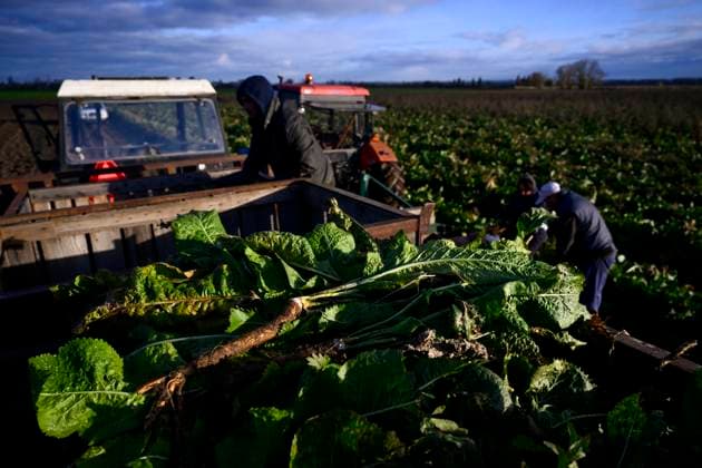 The first harvest of Czech horseradish from newly planted fields in Hostin u Vojkovic in the Melnik district, Central Bohemian Region, after more than 30 years, November 8, 2023. (CTKxPhoto OndrejxDeml) CTKPhotoP2023110804038  CTKPhotoP2023110804038