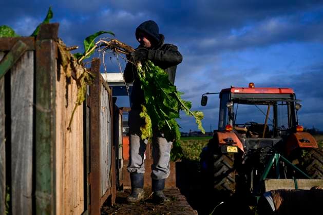 The first harvest of Czech horseradish from newly planted fields in Hostin u Vojkovic in the Melnik district, Central Bohemian Region, after more than 30 years, November 8, 2023. (CTKxPhoto OndrejxDeml) CTKPhotoP2023110804040  CTKPhotoP2023110804040