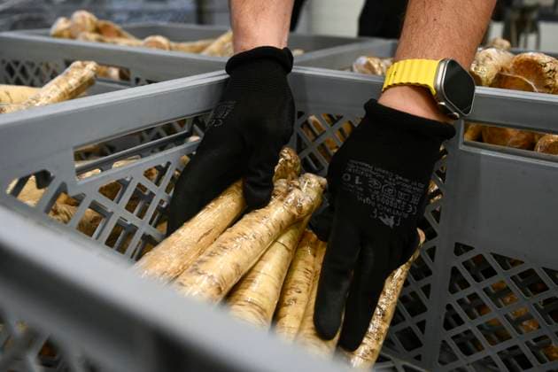 The first harvest of Czech horseradish from newly planted fields in Hostin u Vojkovic in the Melnik district, Central Bohemian Region, after more than 30 years, November 8, 2023. (CTKxPhoto OndrejxDeml) CTKPhotoP2023110804046  CTKPhotoP2023110804046