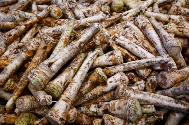 The first harvest of Czech horseradish from newly planted fields in Hostin u Vojkovic in the Melnik district, Central Bohemian Region, after more than 30 years, November 8, 2023. (CTKxPhoto OndrejxDeml) CTKPhotoP2023110804069  CTKPhotoP2023110804069
