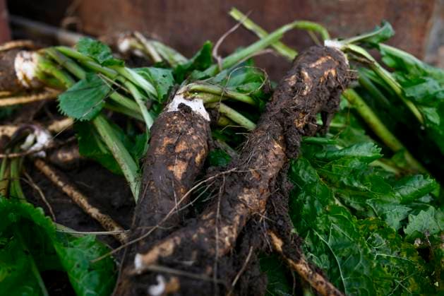 The first harvest of Czech horseradish from newly planted fields in Hostin u Vojkovic in the Melnik district, Central Bohemian Region, after more than 30 years, November 8, 2023. (CTKxPhoto OndrejxDeml) CTKPhotoP2023110804187  CTKPhotoP2023110804187