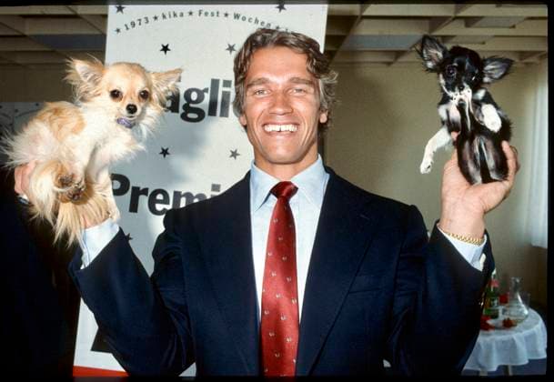 1983: Burli, wie er liebevoll von seiner Mama Aurelia genannt wurde, for Austrian President! Die Gewichte wurden dann noch etwas schwerer¦ Fotos: Leopold NEKULA VIENNAREPORT e. U. â¬Öï¸ Arnold SCHWARZENGGER promotet kika 27. Mai 1983, kika Vösendorf, Wien . âž¡ï¸ Arnold Schwarzenegger: Be Useful. Sieben einfache Regeln für ein besseres Leben: https: www.sueddeutsche.de panorama leute-arnold-schwarzenegger-gibt-gute-ratschlaege-dpa.urn-newsml-dpa-com-20090101-231010-99-510715 . Bild: Arnie hier zu sehen beim Stemmen zweier Kleinsthunde in der Kita-Zentrale Arnold Alois Schwarzenegger (* 30. Juli 1947 in Thal, Steiermark) ist ein österreichisch-amerikanischer Schauspieler, Publizist, Autor, Unternehmer, e Z101000166_081123_01jpeg