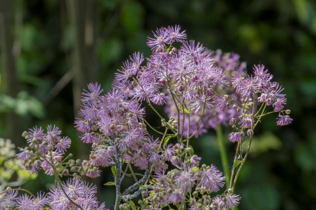 Akeleiblättrige Wiesenraute (Thalictrum aquilegiifolium), Nordrhein-Westfalen, Deutschland, Europa *** Akeleiblättrige Meadow-rue Thalictrum aquilegiifolium , North Rhine Westphalia, Germany, Europe Copyright: imageBROKER AnnaReinert ibxann09680193.jpg