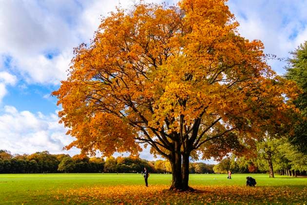 Herbstzeit, Bäume und Blattwerk im Park, Berlin, Deutschland, Europa *** Fall time, Trees and Leaflet at Park, Berlin, Germany, Europe Copyright: imageBROKER Karl-HeinzxSpremberg ibxkhs09802729.jpg