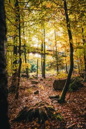 Herbstwald mit Baumwipfelpfad und Sonnenlicht, Sommerberg, Bad Wildbad, Schwarzwald, Deutschland, Europa *** Autumn forest with Baumwipfelpfad and Sunlight, Sommerberg, Bathroom Wildbad, Black Forest, Germany, Europe Copyright: imageBROKER ManuelxKamuf ibxmlk09774247.jpg