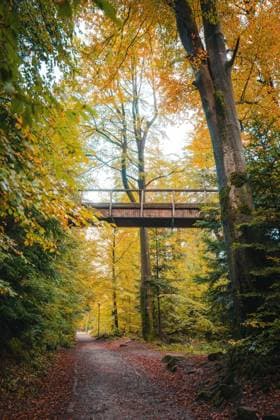 Weg durch den wald mit Brücke des Baumwipfelpfad im Herbst, Sommerberg, Bad Wildbad, Schwarzwald, Deutschland, Europa *** Path through the Forest with Bridge of Baumwipfelpfad at Fall, Sommerberg, Bathroom Wildbad, Black Forest, Germany, Europe Copyright: imageBROKER ManuelxKamuf ibxmlk09774303.jpg