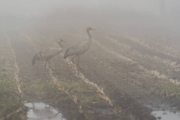 23.10.2023, Tiste, Kraniche rasten im Naturschutzgebiet Tister Bauernmoor und suchen tagsüber auf dem abgeernteten Maisfeldern nach Futter. Kranich im Nebel. Landwirte beschweren sich vermehrt über Schäden durch die Zugvögel. Niedersachsen Landkreis Rotenbur Deutschland *** 23 10 2023, Tiste, cranes rest in the Tister Bauernmoor nature reserve and search for food in the harvested maize fields during the day Crane in the fog Farmers are increasingly complaining about damage caused by the migratory birds Lower Saxony Rotenbur district Germany