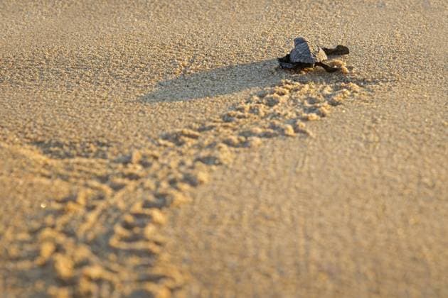 Olive Ridley Schildkröte, Olivbastardschildkröte (Lepidochelys olivacea), Baby, das am Sandstrand schlüpft und ins Meerwasser des Pazifiks huscht *** Olive Ridley Turtle, Olive ridley turtle Lepidochelys olivacea , Baby, the on sandy beach hatches and ins Seawater of Pacific huscht Copyright: imageBROKER alimdix xArterrax xMaricaxvanxderxMeer ibltsm09825618.jpg