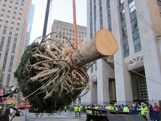 Bilder des Jahres 2023, News 11 November News Themen der Woche KW45 News Bilder des Tages November 11, 2023, New York, New York, USA: New York New York. .The Arrival and set up of the Rockerfeller Center Christmas Tree New York USA - ZUMAct2_ 20231111_faf_ct2_082 Copyright: xBrucexCotlerx