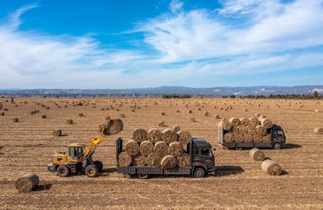 News Themen der Woche KW45 YUNCHENG, CHINA - NOVEMBER 12: Aerial view of trucks transporting bales of corn straw in harvested fields at the mudflat of Yellow River on November 12, 2023 in Wanrong County, Yuncheng City, Shanxi Province of China.  Copyright: xVCGx 111464115129