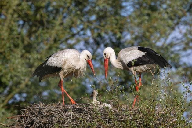 Weissstorch, Weiss-Storch (Ciconia ciconia), Storchenfamilie im Nest, Seitenansicht, Niederlande, Overijssel, Weerribben-Wieden Nationalpark white stork (Ciconia ciconia), stork family in the nest, side view, Netherlands, Overijssel, Weerribben-Wieden National Park BLWS697223 *** White stork, white Storch Ciconia Ciconia , Stork family at Nest, Side view, Netherlands, Overijssel, Weerribben Wieden National Park White Stork Ciconia Ciconia , Stork Family in The nest, Side view, Netherlands, Overijssel, Weerribben Wieden National Park BLWS697223 Copyright: xblickwinkel M.xWoikex
