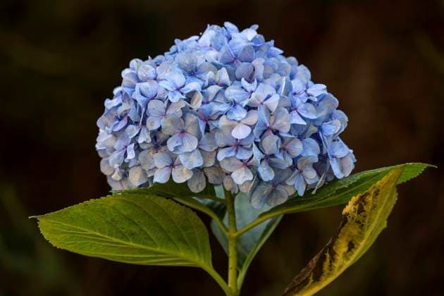  Blaue Blüte der Hortensie (Hydrangea), Madeira, Portugal, Europa *** Blue Flower the Hydrangea Hydrangea , Madeira, Portugal, Europe Copyright: imageBROKER/HarryxLaub ibxhal09829681.jpg