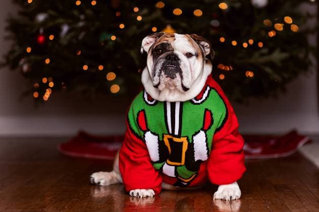 English Bulldog in Christmas Sweater with Christmas Tree Lights Jersey City, New Jersey, United States R_OBVP231114C-1286694-01