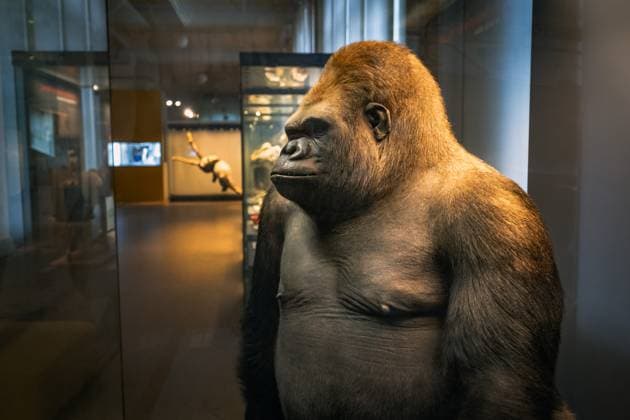 Berlin Mitte, Museum für Naturkunde, Museum of Natural History, Invalidenstraße, Gorilla Bobby 15 11 2023 Museum