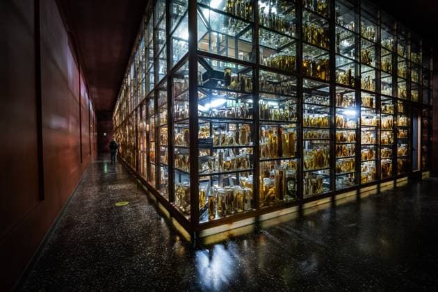 Berlin Mitte, Museum für Naturkunde, Naturkundemuseum, Invalidenstraße 15 11 2023 Museum