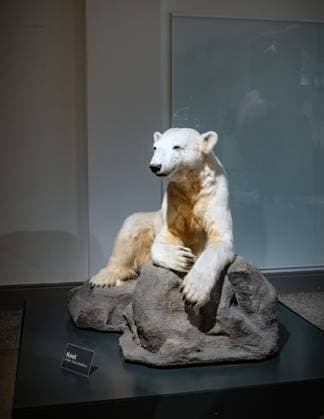 Berlin Mitte, Museum für Naturkunde, Museum of Natural History, Invalidenstraße, Polar Bear Knut 15 11 2023 Museum
