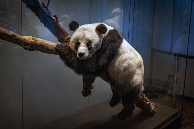 Berlin Mitte, Museum für Naturkunde, Naturkundemuseum, Invalidenstraße, Panda Bao Bao 15 11 2023 Museum