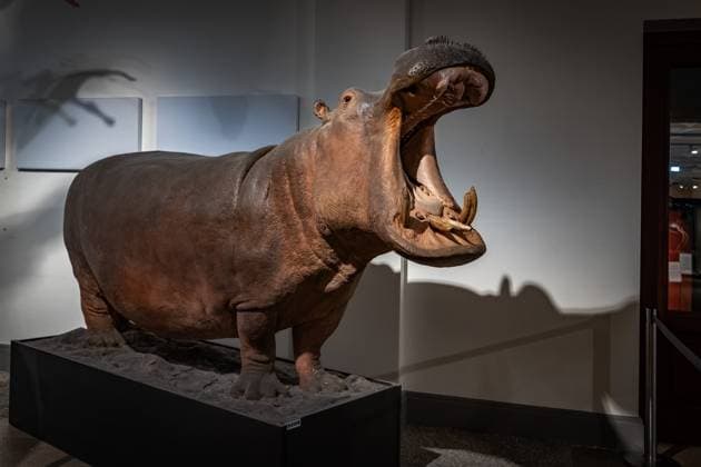 Berlin Mitte, Museum für Naturkunde, Naturkundemuseum, Invalidenstraße 15 11 2023 Museum
