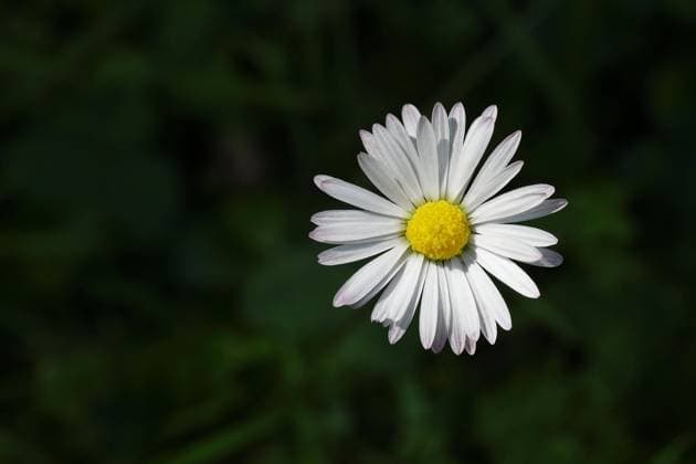  Gänseblümchen (Bellis perennis), Blüte vor schwarzem Hintergrund, Wilden, Nordrhein-Westfalen, Deutschland, Europa *** Daisies Bellis perennis , Flower before black Background, Wilden, North Rhine Westphalia, Germany, Europe Copyright: imageBROKER/BurkhardxSauskojus ibxbsa09745367.jpg