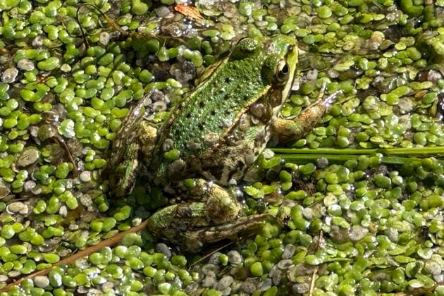 Creative Highlights World 16.09.2023, Neuenhagen, Brandenburg, GER - Teichfrosch sitzt in einem Teich mit Wasserlinsen auf einem Zweig. (Amphibie, aussen, Aussenaufnahme, Brandenburg, deutsch, Deutschland, Draufsicht, Einzeltier, Europa, europaeisch, Fauna, Flora, Frosch, Hybride, Jahreszeit, Natur, Neuenhagen, niemand, Pelophylax kl. esculentus, QF, Querformat, Sommer, Teich, Teichfrosch, Tier, Tierreich, Tierwelt, Vogelperspektive, Wasserfrosch, Wasserlinsen, Westeuropa, Wildtier) 230916D856NEUENHAGEN.JPG *** 16 09 2023, Neuenhagen, Brandenburg, GER Pond frog sits in a pond with duckweed on a branch amphibian, outside, outdoor, Brandenburg, German, Germany, top view, single animal, Europe, european, fauna, flora, frog, hybrid, season, nature, Neuenhagen, nobody,