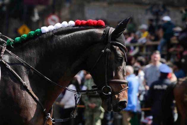 November 21, 2023, Mexico City, Mexico City, Mexico: Horse of the National Army with the colours of the Mexican flag during the commemoration of the 113th Anniversary of the Mexican Revolution. Mexico City Mexico - ZUMAs310 20231121_zip_s310_016 Copyright: xLuisxExSalgadox