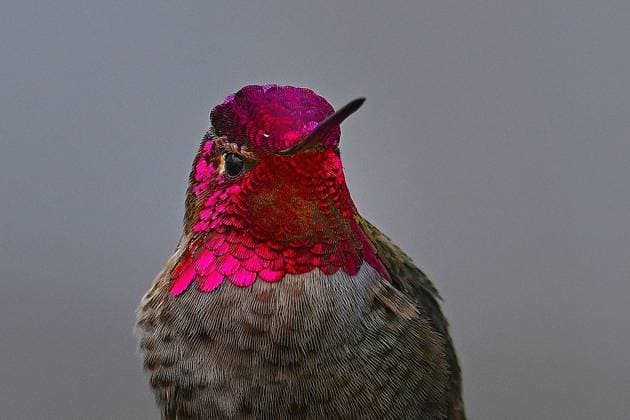 Bilder des Jahres 2023, Entertainment 11 November Entertainment Themen der Woche KW47 Entertainment Bilder des Tages November 20, 2023, Pacific Grove, California, US: Anna s Hummingbird (Calypte anna) Flashing Head Shot Pacific Grove US - ZUMAm225 20231120_zap_m225_004 Copyright: xRoryxMerryx