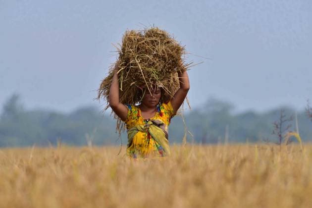 News Themen der Woche KW47 News Bilder des Tages Rice Harvesting In Assam A woman carries paddy after harvest in a field in Nagaon District of Assam , India on Nov 21 ,2023 . Nagaon India  Copyright: xAnuwarxHazarikax originalFilename: hazarika-notitle231121_npge1.jpg