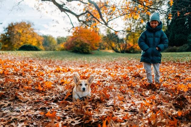 IMAGO Creative, Jahreszeit Herbst, Ferien A boy plays with a corgi dog in the autumn on an alley in the park Prague, Prague, Czechia R_UJEL231121-1286075-01 ,model released, Symbolfoto