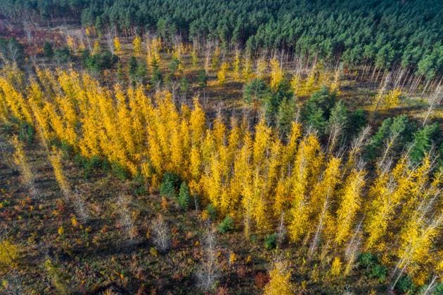 Spaetherbst in Brandenburg DEU Deutschland Brandenburg Lieske, 22.11.2023, Herbstfaerbung in einem Wald nahe der Ortschaft Lieske in der brandenburgischen Lausitz, herbstlich gelb gefaerbte Baeume sind in einem Wald zu sehen, teilweise sind die Baeume bereits entlaubt, Luftaufnahme mit einer Drohne. *** Late autumn in Brandenburg DEU Germany Brandenburg Lieske, 22 11 2023, autumn coloring in a forest near the village of Lieske in the Brandenburg Lausitz, autumnal yellow colored trees can be seen in a forest, some of the trees are already defoliated, aerial view with a drone AF_IMG_87079.jpeg