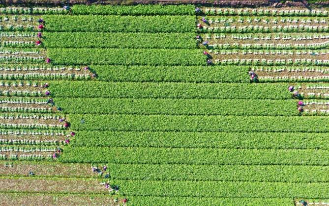 Bilder des Jahres 2023, News 11 November News Themen der Woche KW47 News Bilder des Tages (231123) -- BEIJING, Nov. 23, 2023 -- This aerial photo taken on Nov. 22, 2023 shows farmers harvesting vegetable in Shiqiaotou township of Wenling City, east China s Zhejiang Province. (Photo by Xinhua) CHINA-FARMING (CN) LiuxZhenqing 