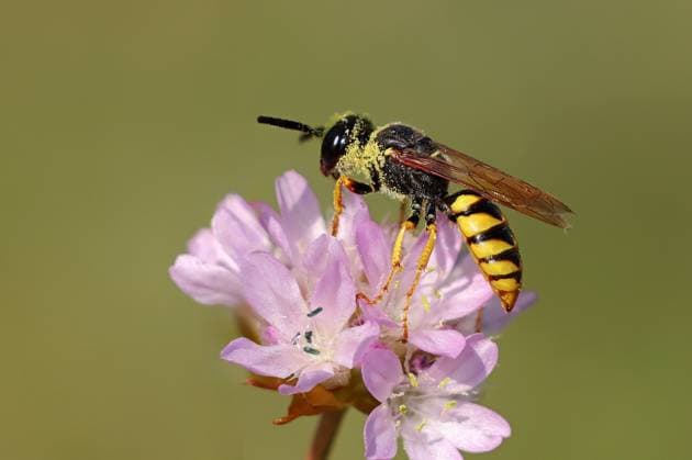 Bienenwolf, Europaeischer Bienenwolf (Philanthus triangulum, Philanthus apivorus), auf Grasnelke. Armeria, Deutschland, Mecklenburg-Vorpommern Bee-killer wasp, Bee-killer (Philanthus triangulum, Philanthus apivorus), on thrift, Armeria, Germany, Mecklenburg-Western Pomerania BLWS698802 *** Beewolf, european Beewolf Philanthus triangulum, Philanthus apivorus , at Thrift Armeria, Germany, Mecklenburg Western Pomerania Bee Killer wasp, Bee Killer Philanthus triangulum, Philanthus apivorus , ON thrift, Armeria, Germany, Mecklenburg Western Pomerania BLWS698802 Copyright: xblickwinkel H.xDutyx